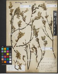 Foto von Salix repens subsp. repens L.